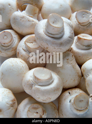 Champignons de Paris Banque D'Images