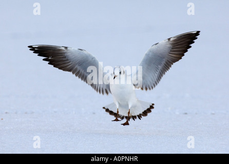 Mouette rieuse en plumage d'hiver hiver Northumberland Banque D'Images