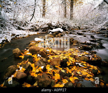 L'automne à l'hiver de Wasatch Transition Forêt nationale Cache Utah Banque D'Images