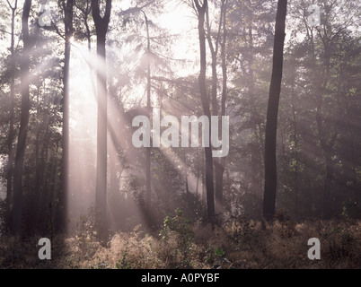 Tôt le matin, la lumière du soleil filtre à travers les arbres dans un bois près d'Uttoxeter, Staffordshire, Angleterre Banque D'Images