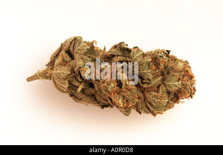 Un cluster de bourgeons de cannabis sur un fond blanc Banque D'Images