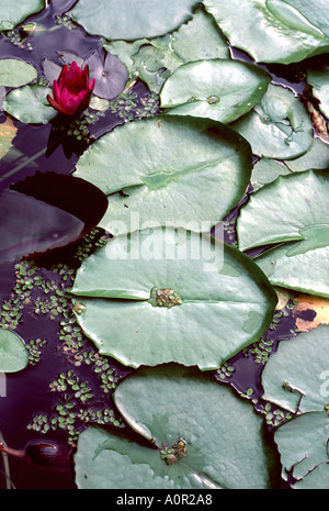 Water Lily pads à l'étang de jardin Banque D'Images