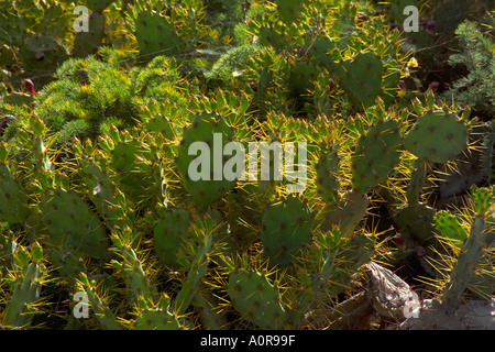 Espagne Canaries Fuerteventura Cactus Banque D'Images