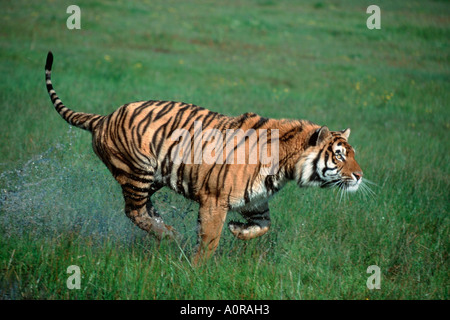 Tigre du Bengale / Tigre / Koenigstiger Indischer Banque D'Images