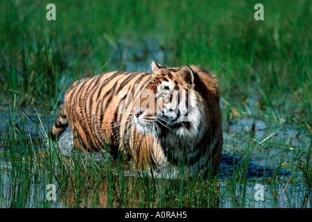 Tigre du Bengale / Tigre / Koenigstiger Indischer Banque D'Images