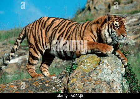 Tigre du Bengale / Tigre / Koenigstiger Indischer Banque D'Images