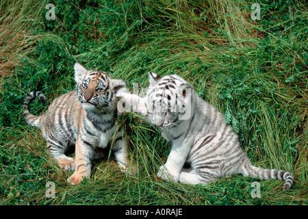 Tigre du Bengale / Tigre / Koenigstiger Indischer Banque D'Images