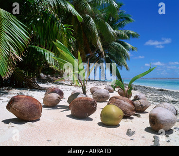 Des semis de noix de coco Banque D'Images