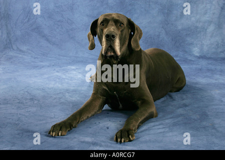 Dogue Allemand Banque D'Images