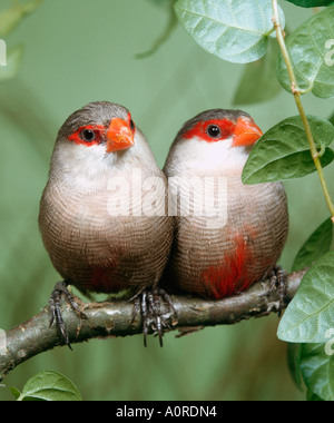 Common Waxbill / Sainte-hélène Waxbill Banque D'Images