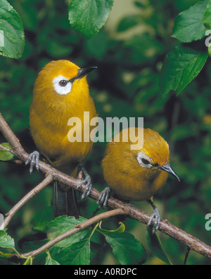 Japanese White-eye Banque D'Images