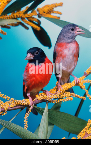 Chardonneret rouge Banque D'Images