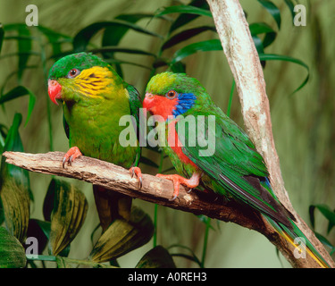 Bordée de rouge Lorikeet Banque D'Images