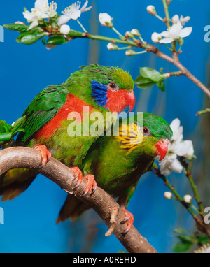 Bordée de rouge Lorikeet Banque D'Images