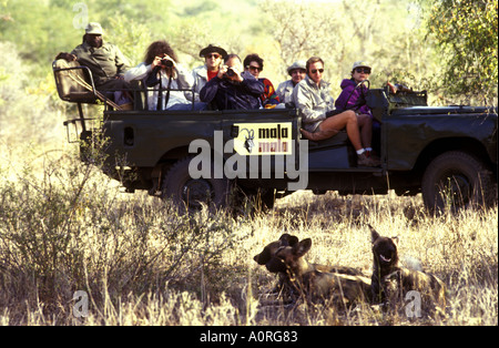 Land Rover près de chiens de chasse de l'Afrique en Mala Mala Game Reserve près du Parc National Kruger en Afrique du Sud Banque D'Images