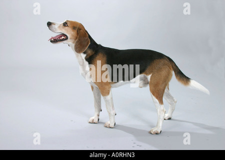 Beagle Banque D'Images