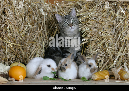 Chat domestique et lapin nain Banque D'Images