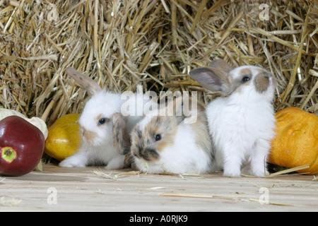 Lop-eared lapin nain Banque D'Images