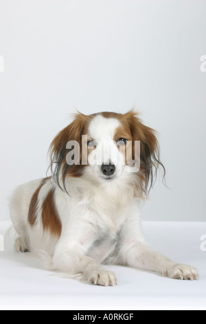 Petit Chien / Kooikerhondje Sauvagine Néerlandais Banque D'Images