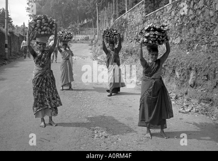 Groupe de femmes en costume traditionnel de transporter des bois sur la tête Udhagamandalam Ootacamund Ooty Tamil Nadu Inde Asie du Sud Banque D'Images