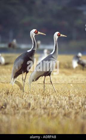 Cou Blanc Paire de grues au Japon Banque D'Images