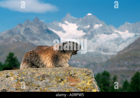 Marmotte alpine / Alpenmurmeltier / Murmeltier Banque D'Images