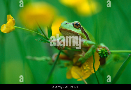 Tree / Arbre Grenouille / Crapaud Europaeischer Laubfrosch Banque D'Images