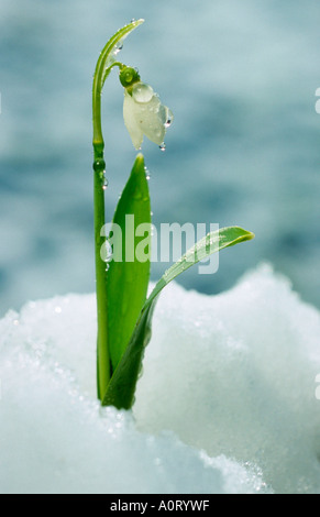 Perce-neige Banque D'Images