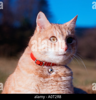 Chat domestique Banque D'Images