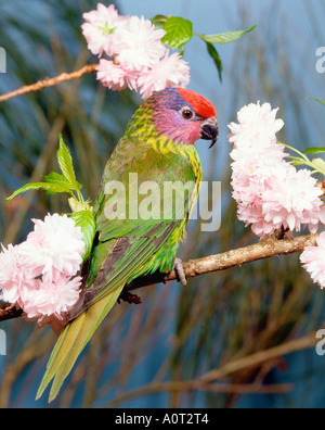 Goldie's Lorikeet Banque D'Images