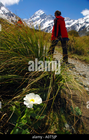 Les randonneurs dans la vallée Hooker avec Aoraki Mt Cook en arrière-plan et du Mt Cook lily en premier plan Banque D'Images