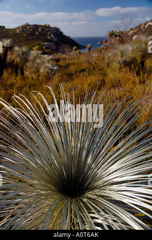 Détail de l'arbre d'herbe mince Kingia australis Waychinicup National Park Australie Occidentale Banque D'Images