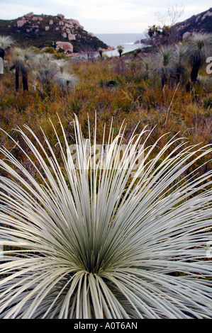 Détail de l'arbre d'herbe mince Kingia australis Waychinicup National Park Australie Occidentale Banque D'Images