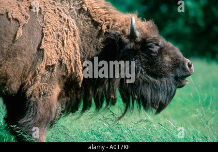 Bison d’Europe Banque D'Images