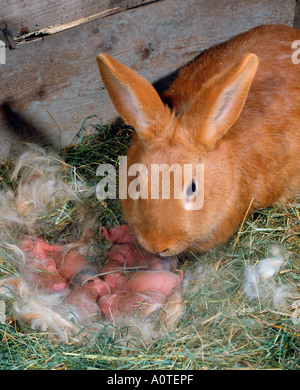 Lapin néo-zélandais rouge Banque D'Images