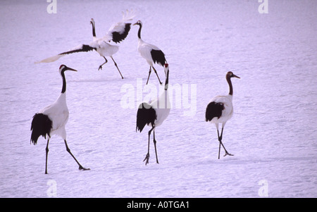 Grues couronnées rouge sur la neige. Hokkaido au Japon Banque D'Images