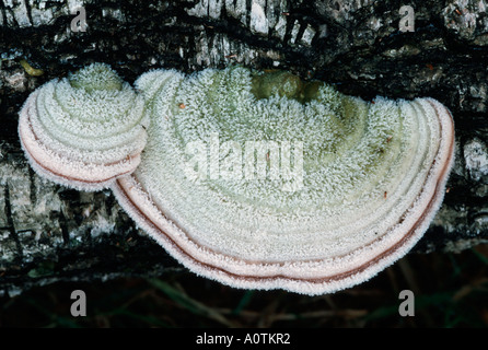 Champignon de sabot Banque D'Images