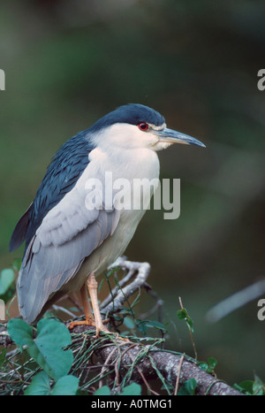 Bihoreau Banque D'Images