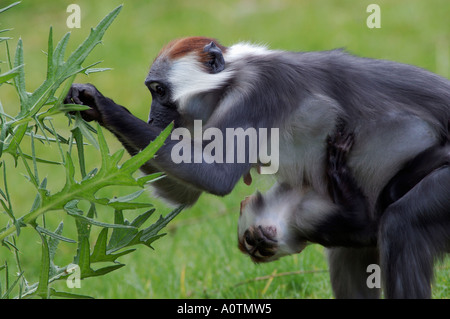 Red-capped / Mangabey couronné de cerisier cercocèbe couronné Banque D'Images