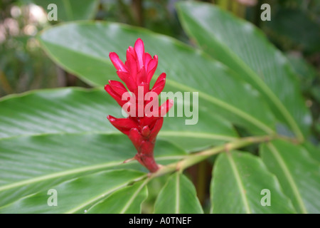 Les jeunes de plus en plus fleur de gingembre rouge à la fin de l'essuyage Hawaii Banque D'Images