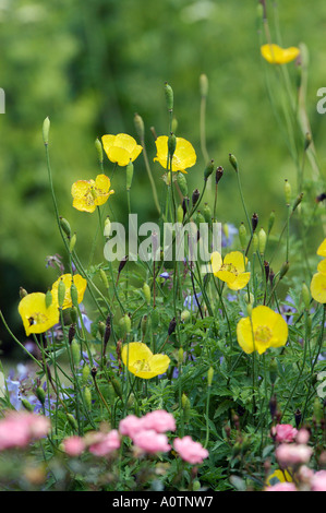 Islande / Pavot pavot arctique Banque D'Images