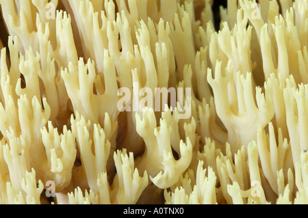 Embout jaune Coral Banque D'Images