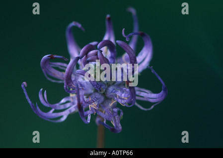 RAMPION À TÊTE RONDE fleur Phyteuma orbiculare Sussex Banque D'Images