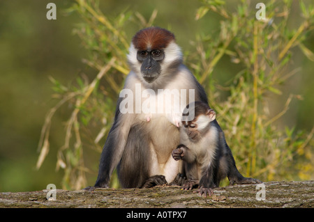 Red-capped / Mangabey couronné de cerisier cercocèbe couronné Banque D'Images