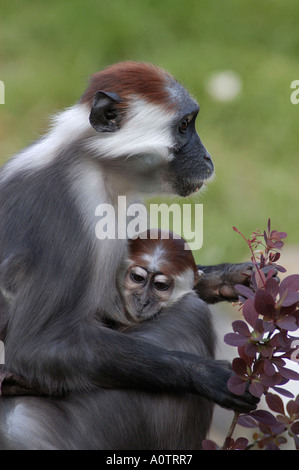 Red-capped / Mangabey couronné de cerisier cercocèbe couronné Banque D'Images