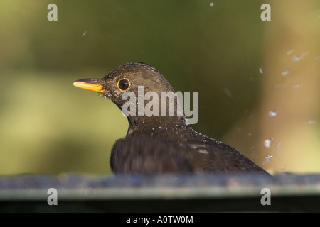 Blackbird Turdus merula femelles adultes de baigner dans un birdbath, Todwick, South Yorkshire Banque D'Images