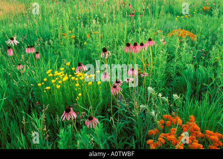 Pourpre clair coneflowers leadplant asclépiade tubéreuse et la restauration des prairies dans un parc glaciaire Banque D'Images