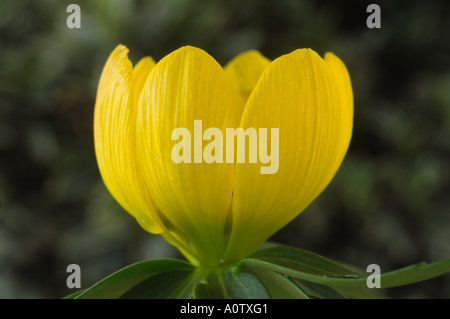 Eranthis hyemalis (Groupe Tubergenii 'Gold') Guinée AGA aconit d'hiver. Banque D'Images