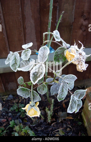 Bourgeons Rose tree totalement ruiné par un gel sévère en janvier d'un jardin anglais Banque D'Images