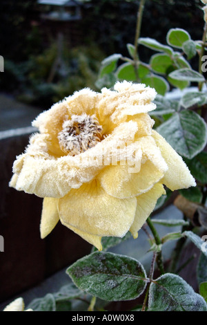 Bourgeons Rose tree totalement ruiné par un gel sévère en janvier d'un jardin anglais Banque D'Images